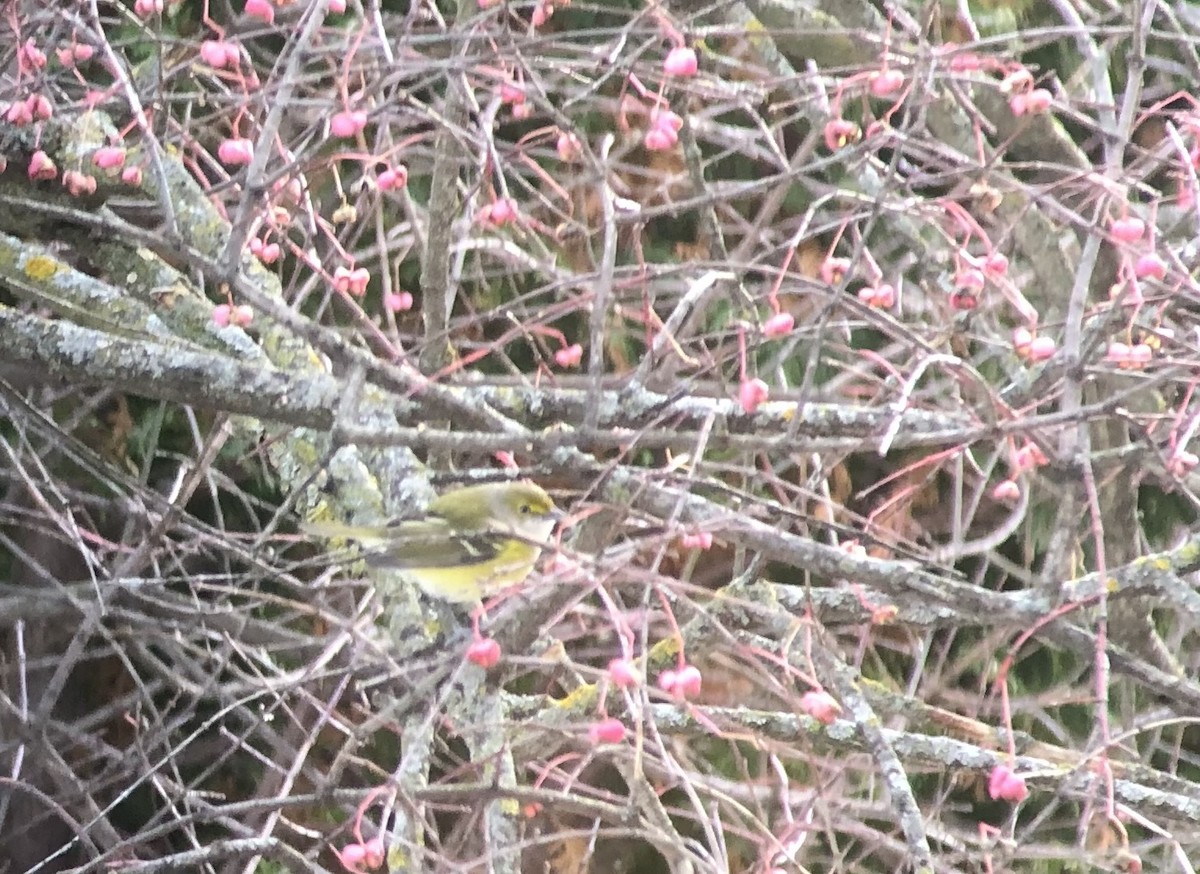 zelenáček bělooký - ML645289587