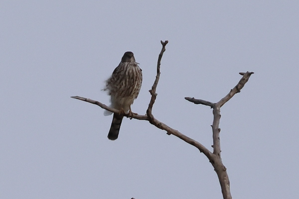 krahujec americký - ML645289589