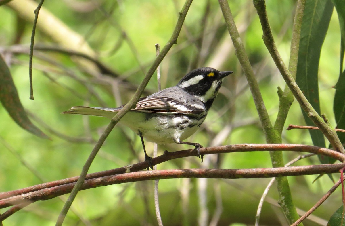 Black-throated Gray Warbler - ML645289591