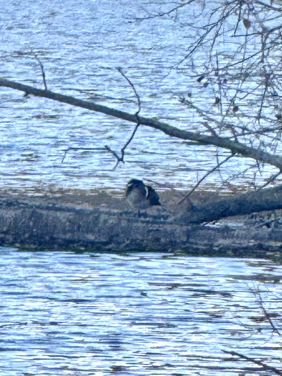 Ahate karolinarra - ML645289592