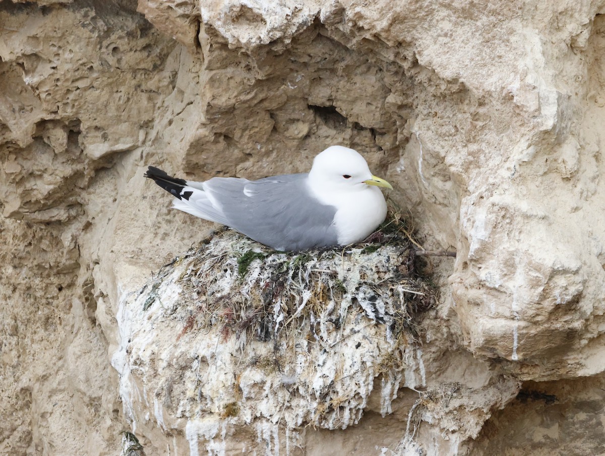 Black-legged Kittiwake - ML645289594