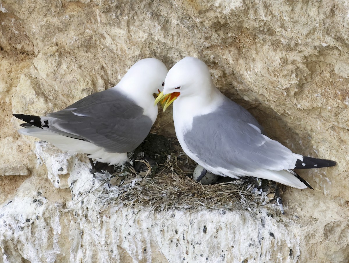 Black-legged Kittiwake - ML645289596