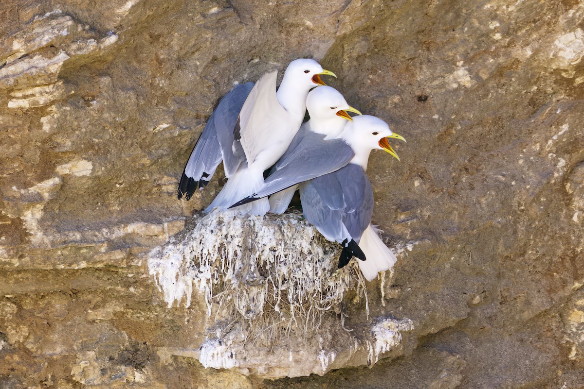 Black-legged Kittiwake - ML645289597