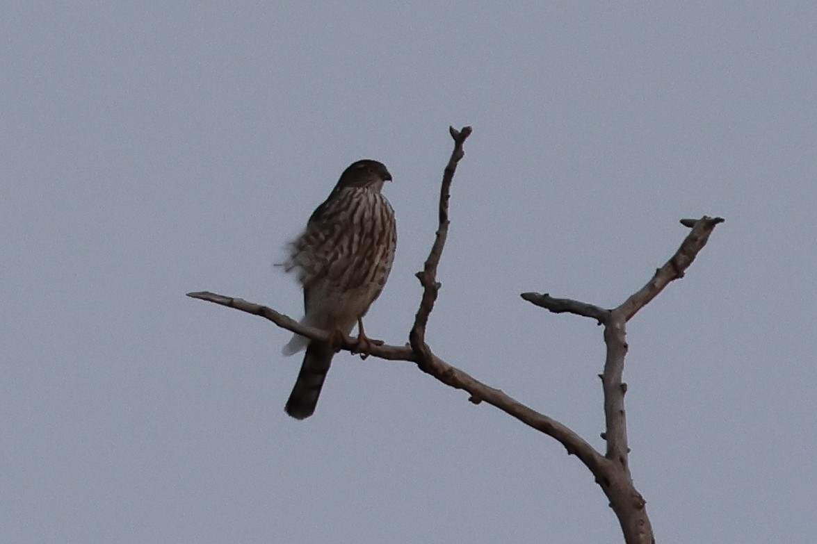 krahujec americký - ML645289599