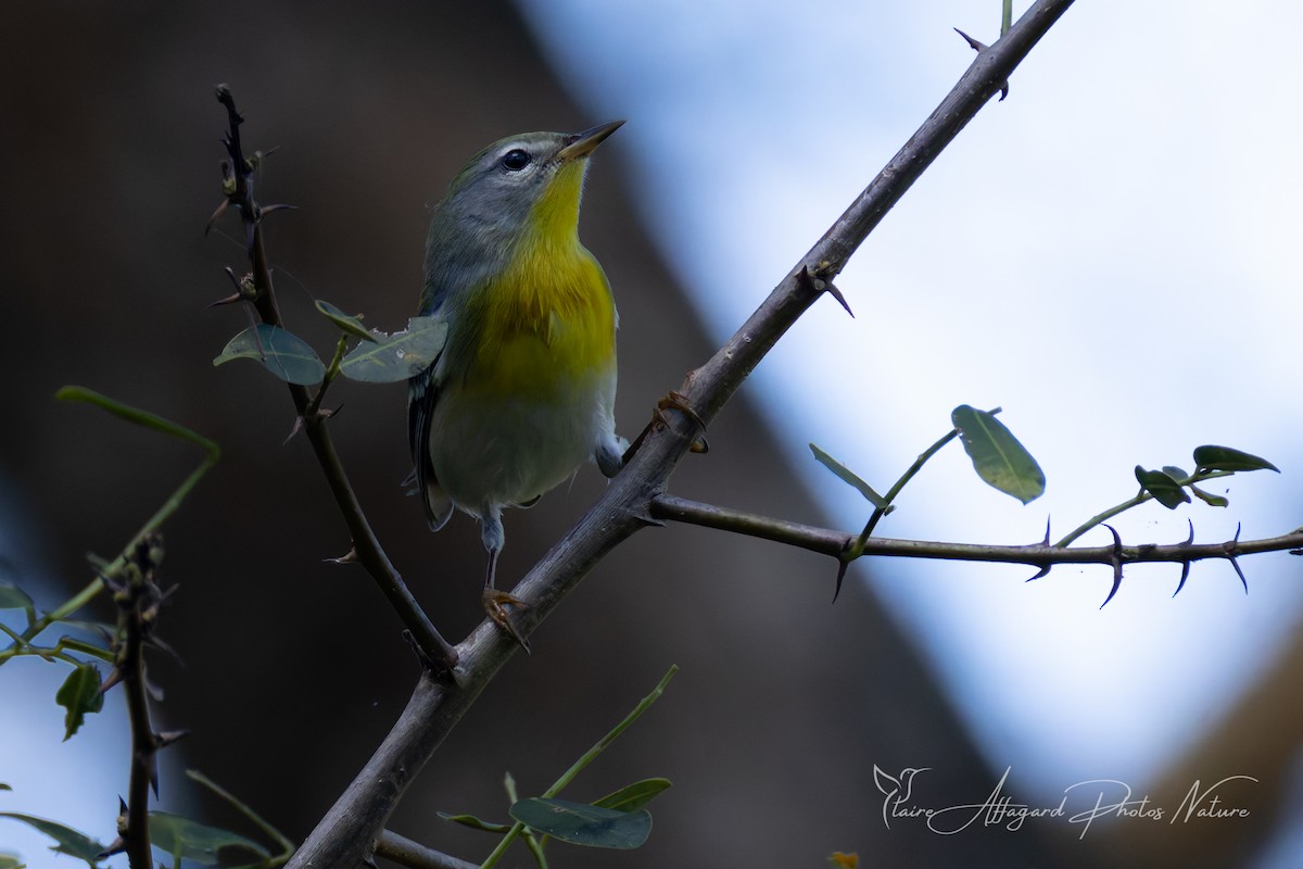 Northern Parula - ML645289622