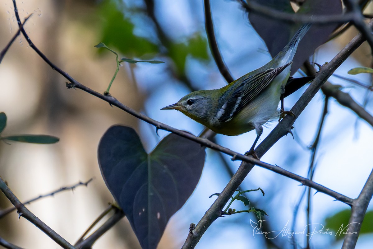 Northern Parula - ML645289623