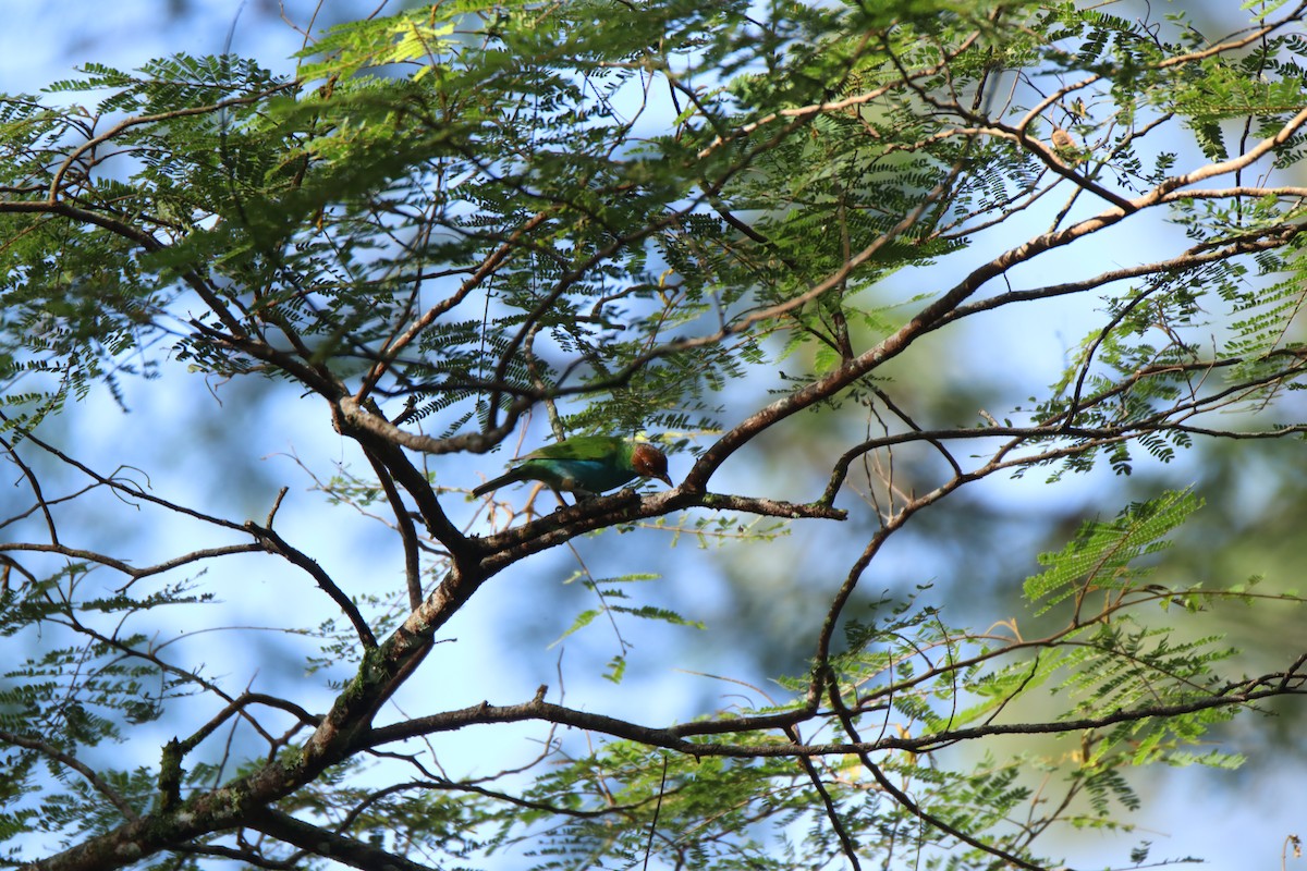 Bay-headed Tanager - ML645289626