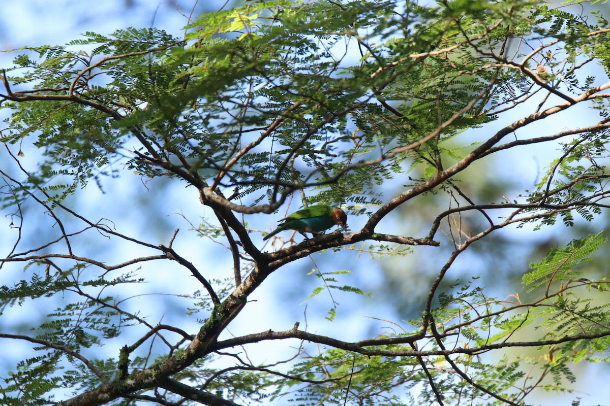 Bay-headed Tanager - ML645289627