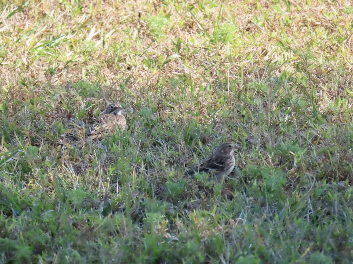 Vesper Sparrow - ML645289636
