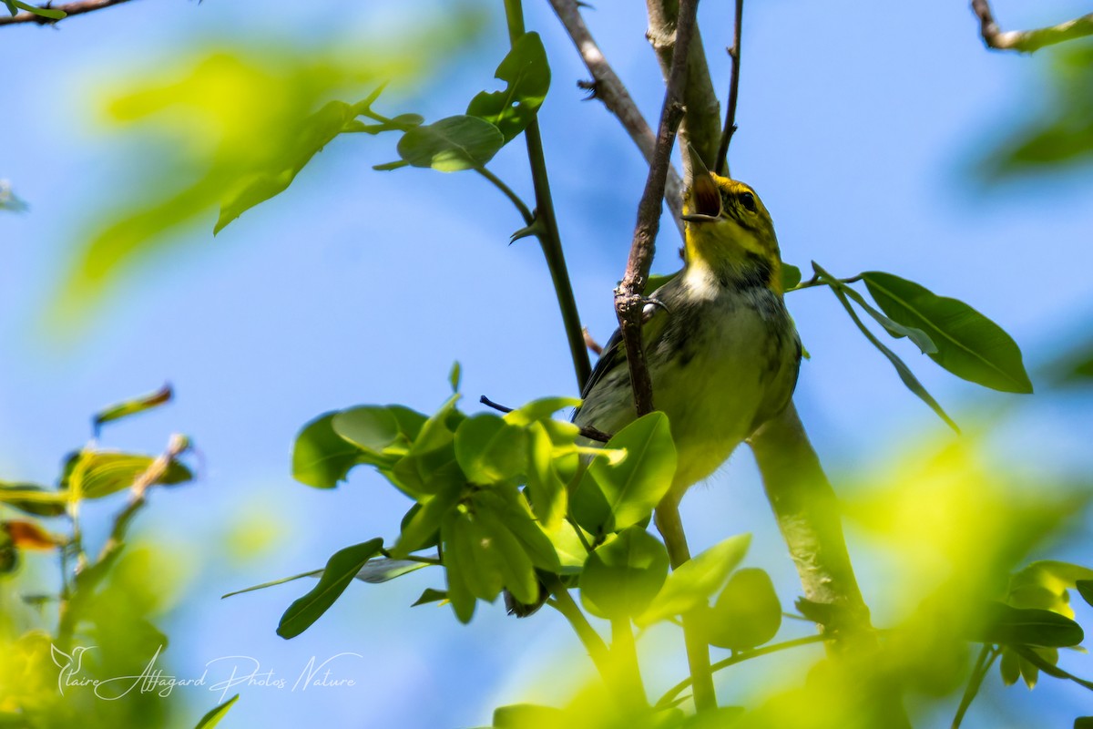 Black-throated Green Warbler - ML645289637