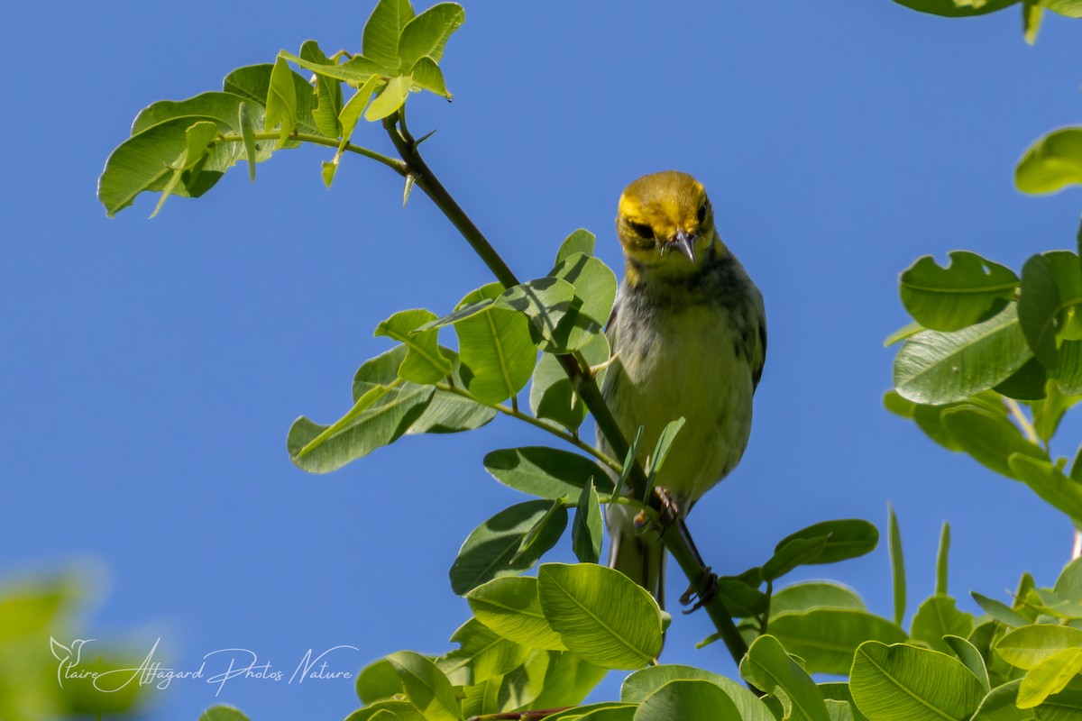 Black-throated Green Warbler - ML645289638