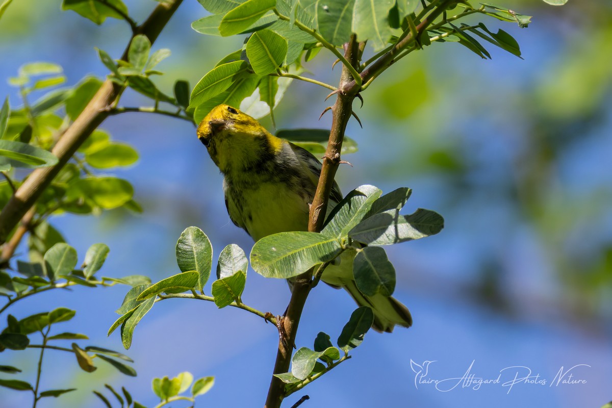 Black-throated Green Warbler - ML645289639