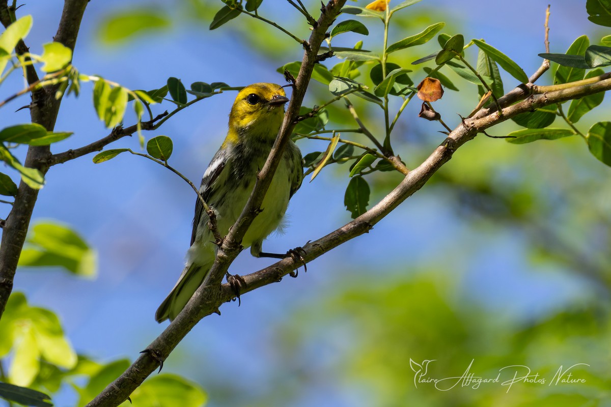 Black-throated Green Warbler - ML645289640