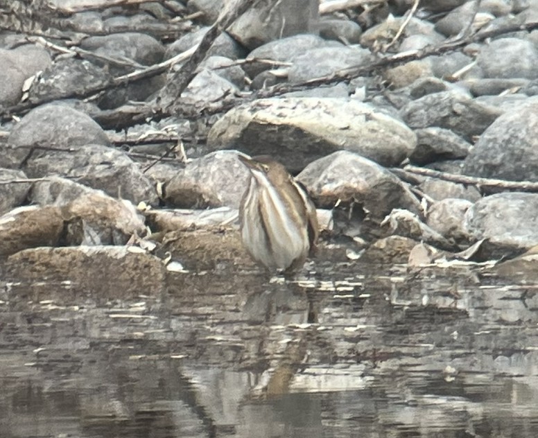 コヨシゴイ - ML645289641