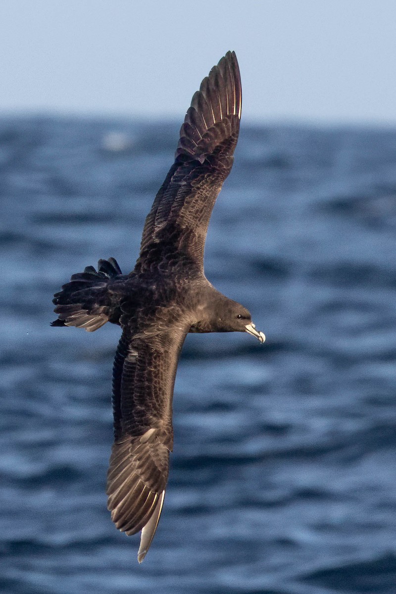 White-chinned Petrel - ML645289652