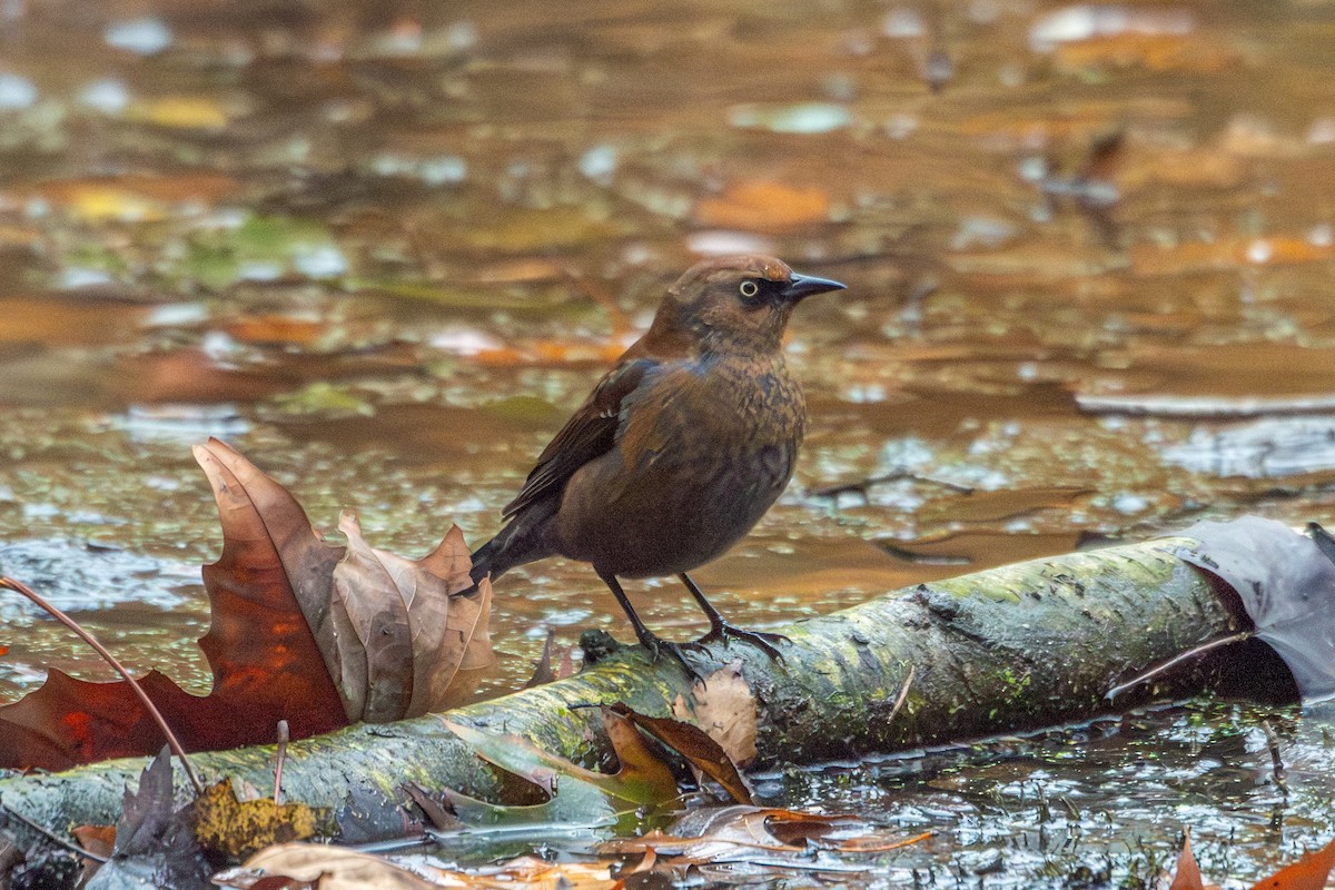 Rusty Blackbird - ML645289669
