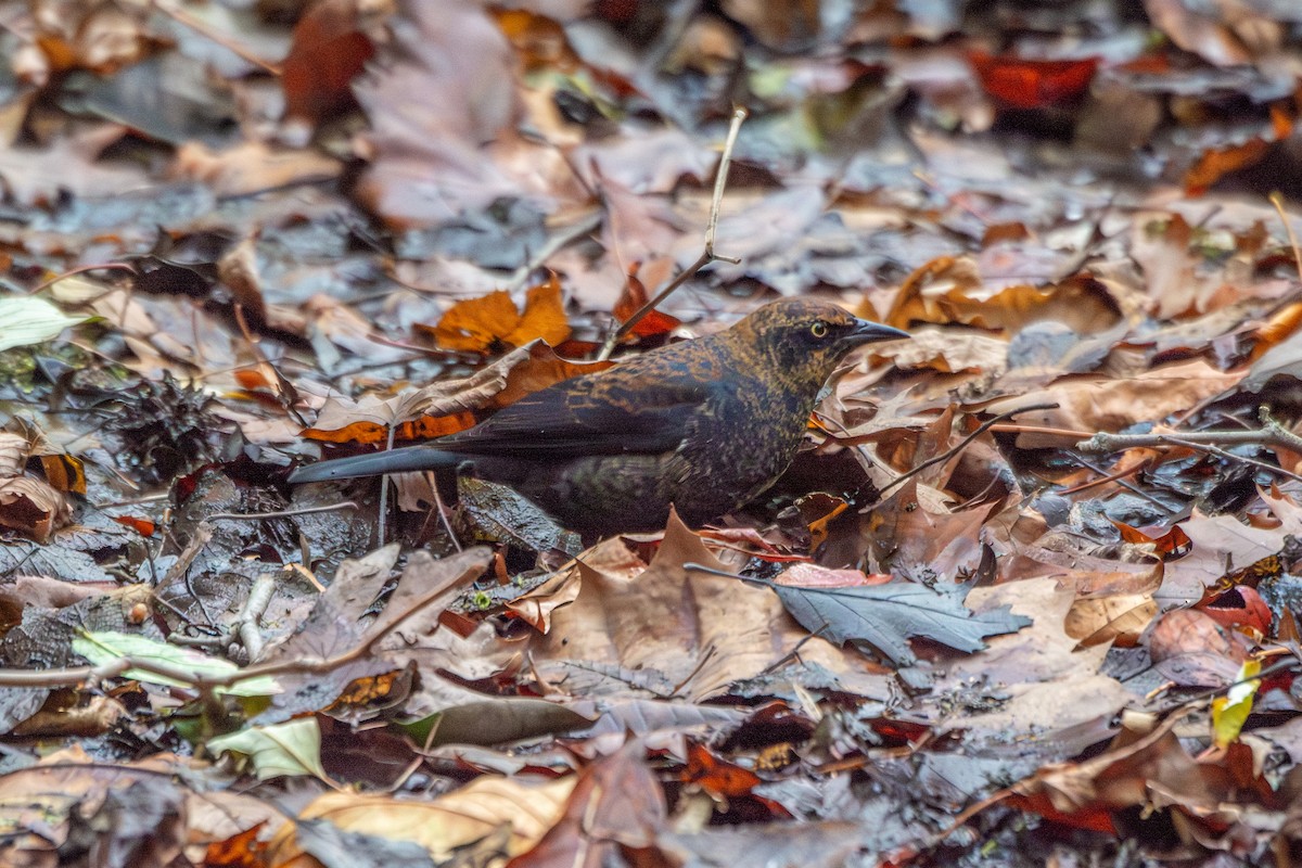Rusty Blackbird - ML645289670