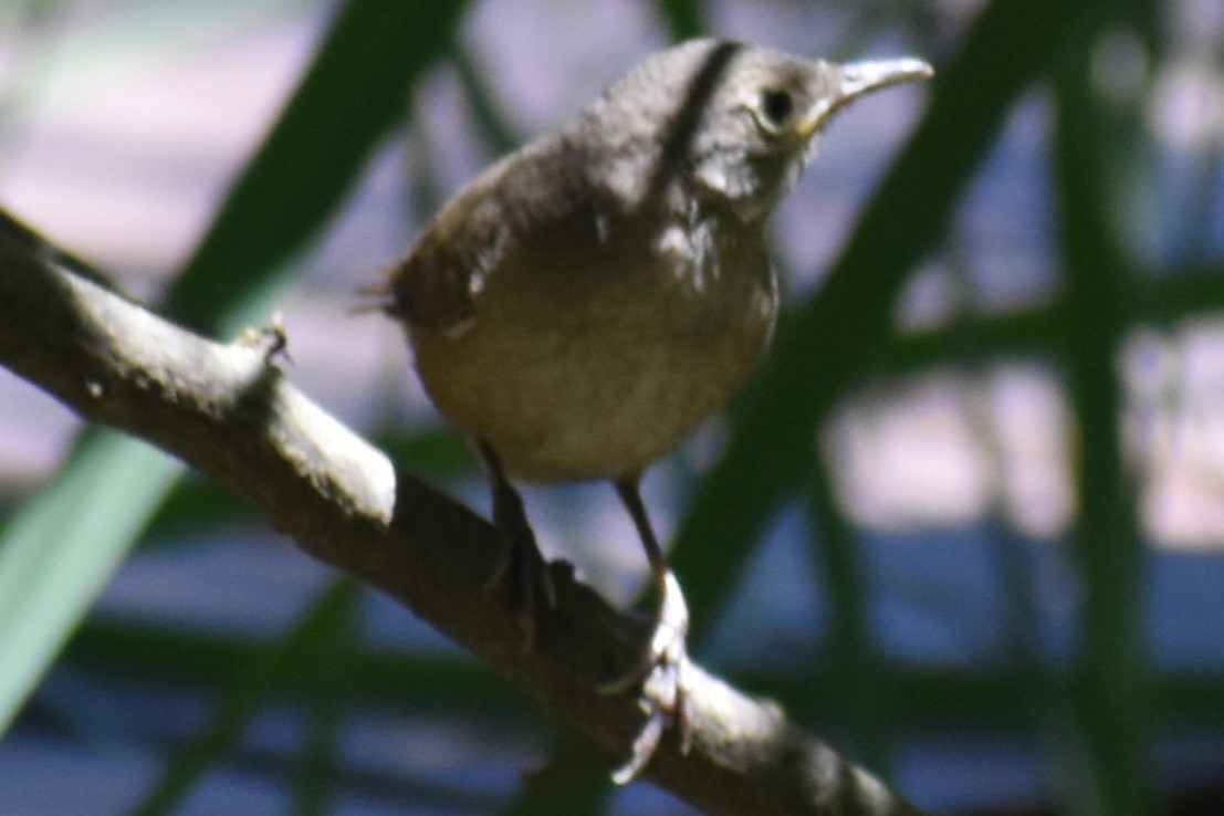 Southern House Wren - ML645289676