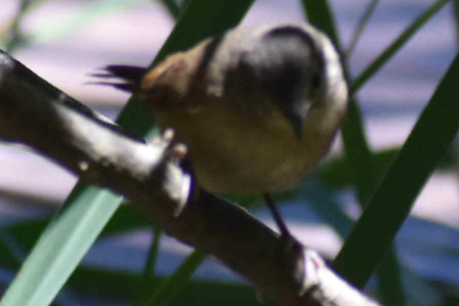 Southern House Wren - ML645289677