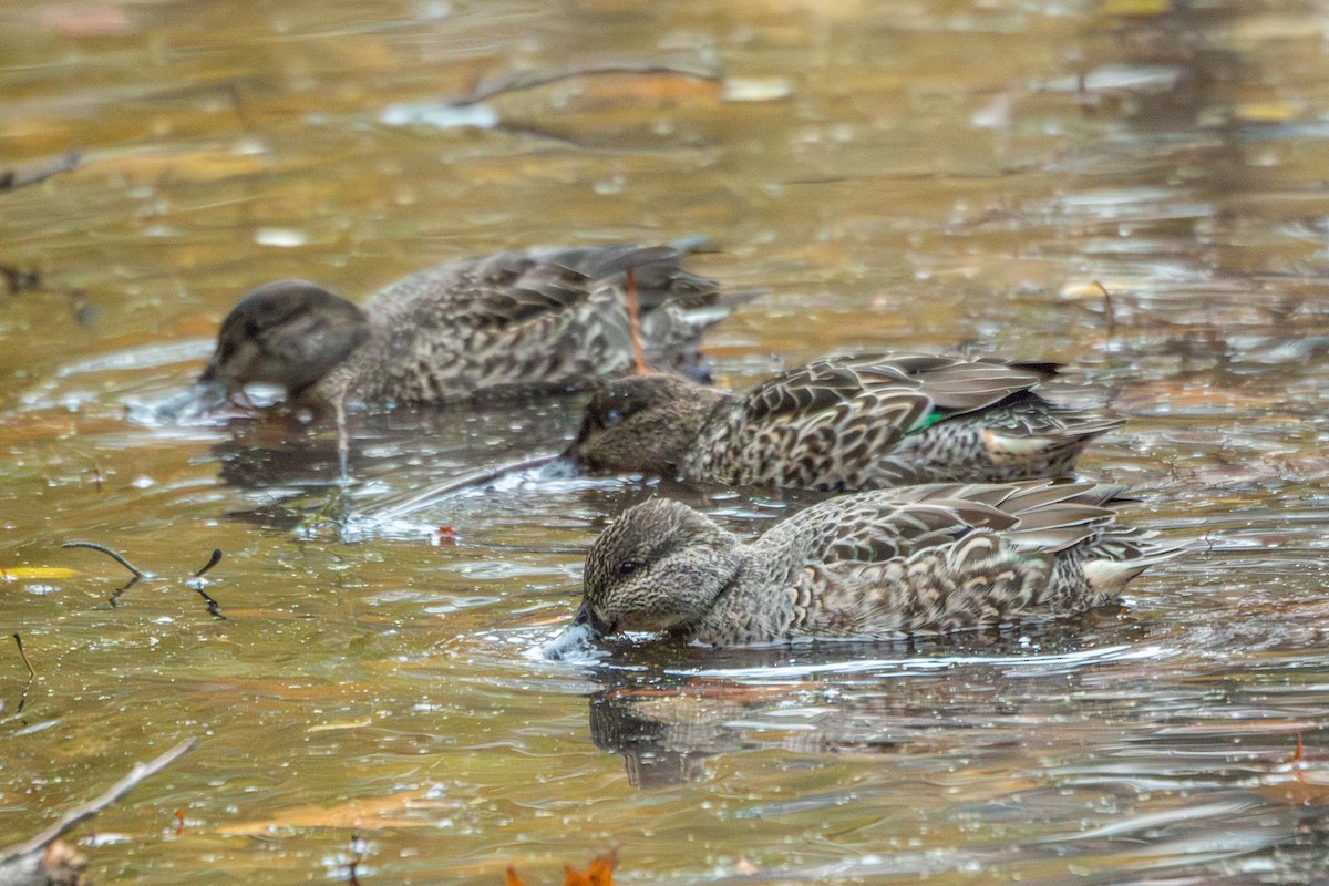 Green-winged Teal - ML645289682