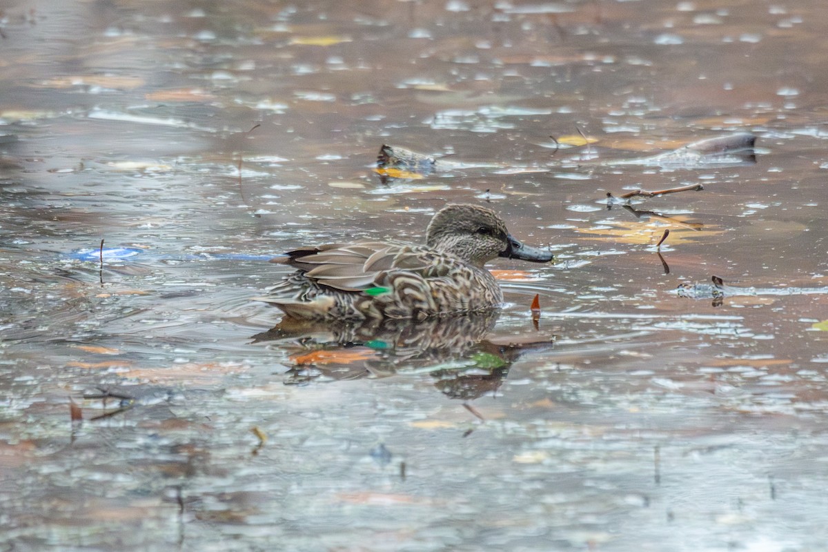 Green-winged Teal - ML645289683