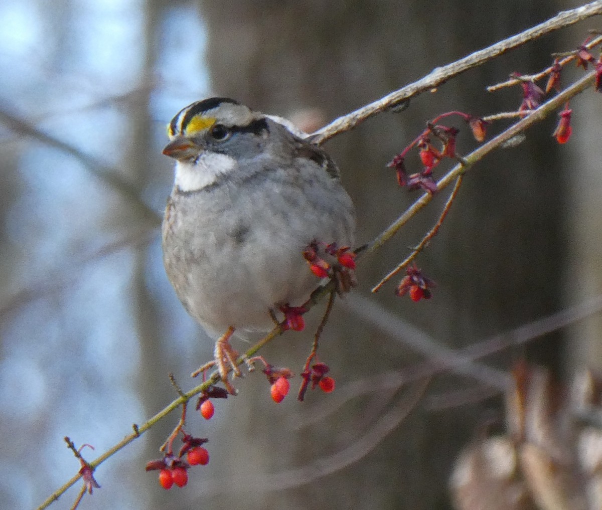 White-throated Sparrow - ML645289694