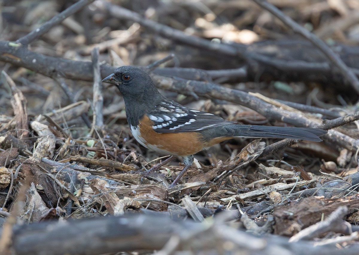 Spotted Towhee - ML645289706