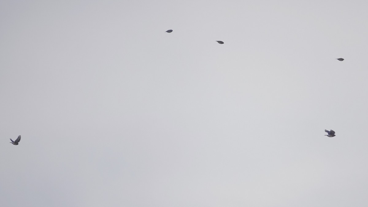 Eastern Bluebird - ML645289707