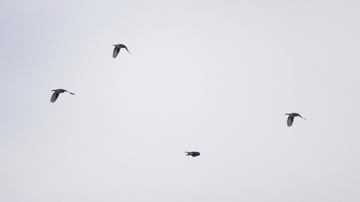 Eastern Bluebird - ML645289709