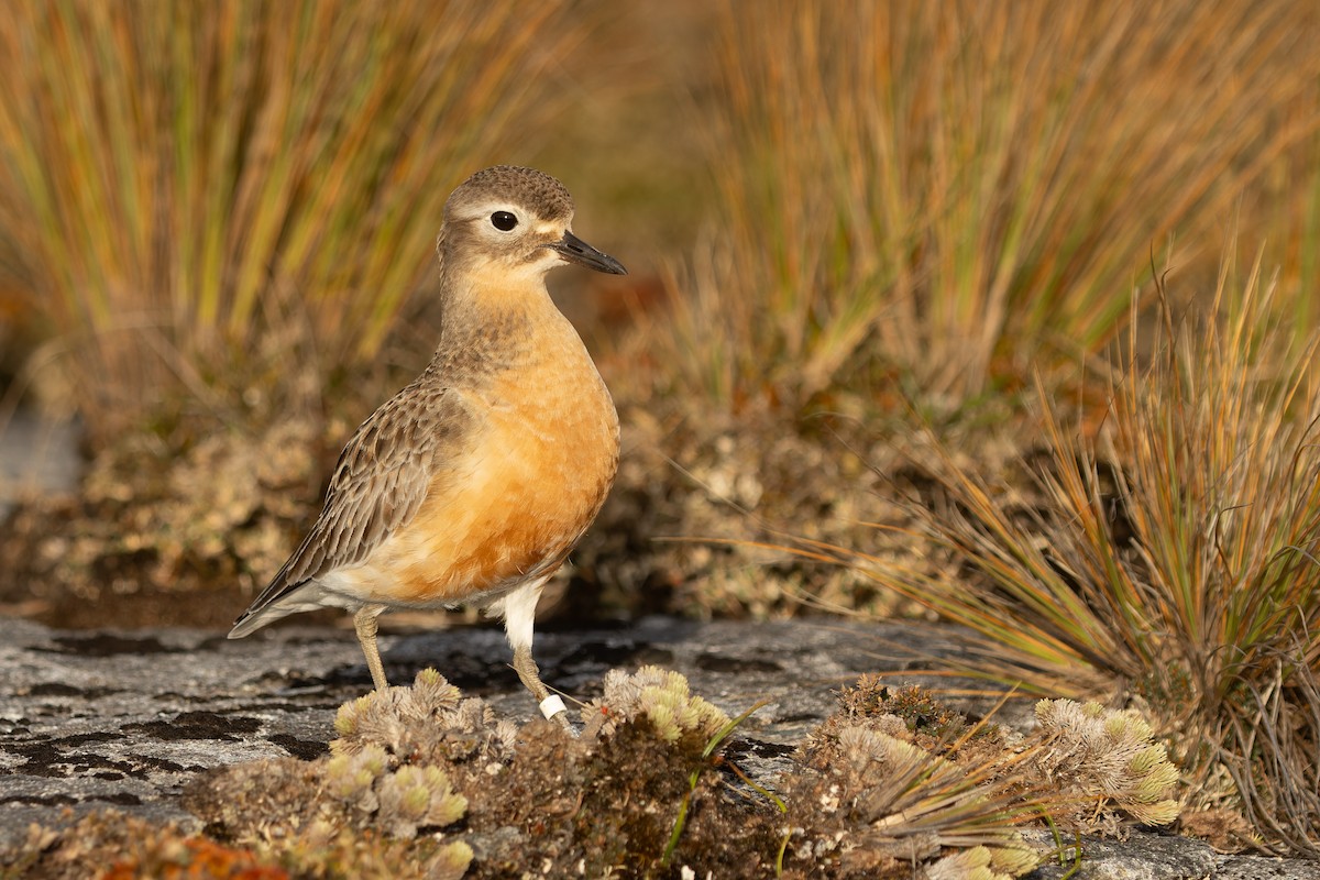 Red-breasted Dotterel (Southern) - ML645289715