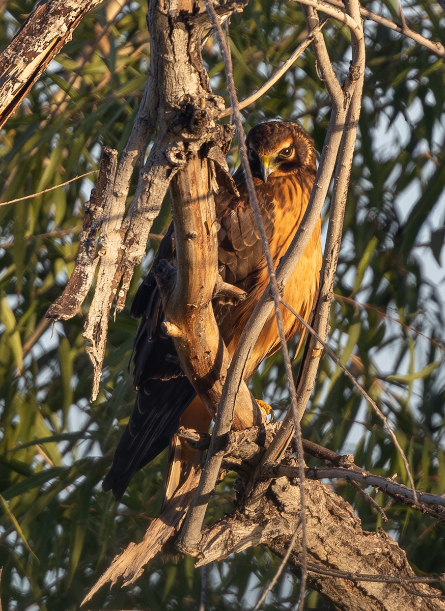 moták severoamerický - ML645289754