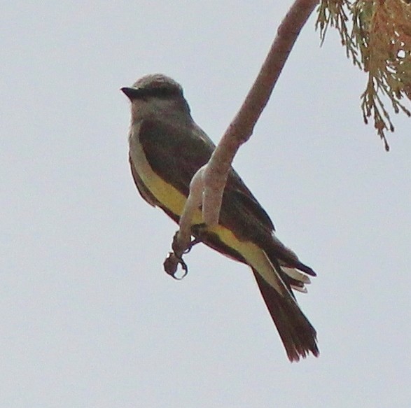Western Kingbird - ML645289755