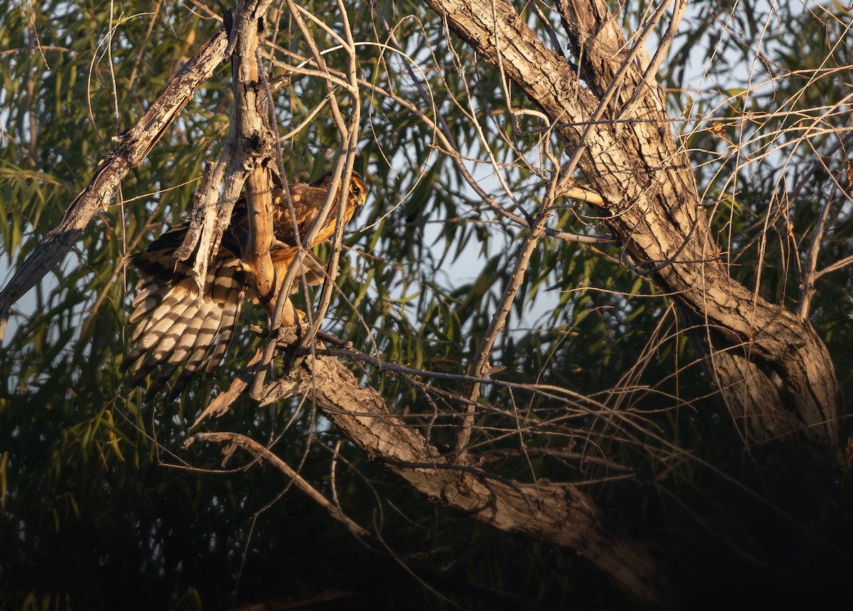 moták severoamerický - ML645289757