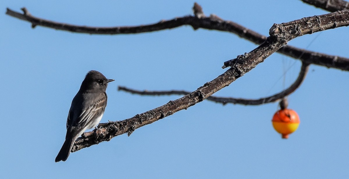Black Phoebe - ML645289758