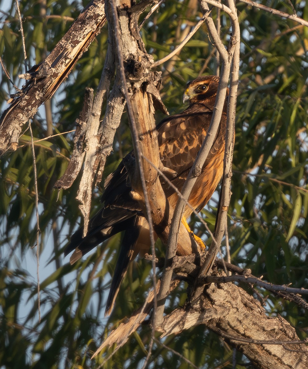 moták severoamerický - ML645289759