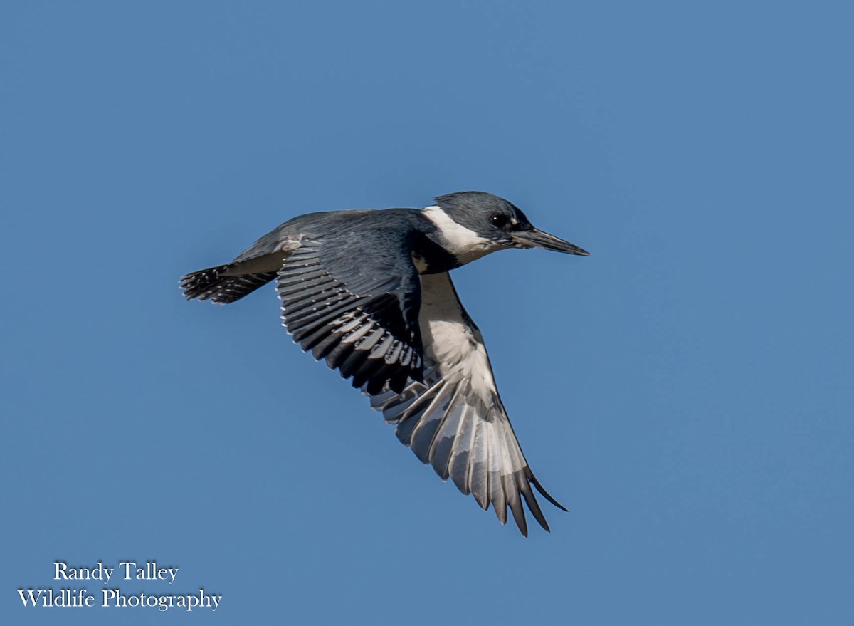 Belted Kingfisher - ML645289761