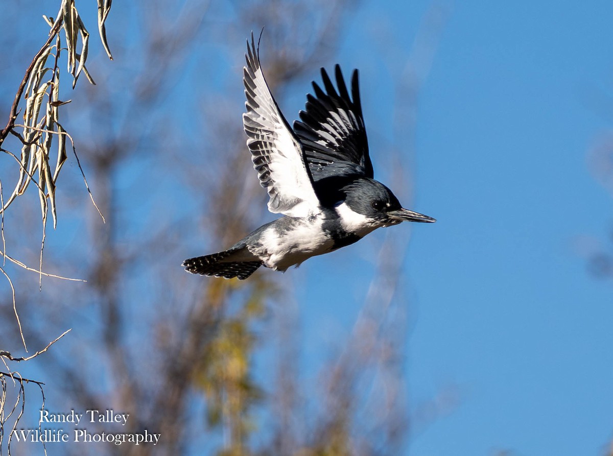 Belted Kingfisher - ML645289762