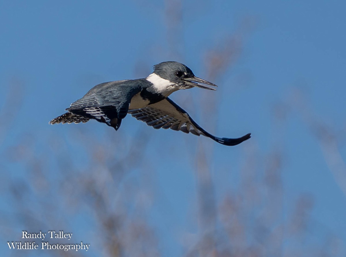Belted Kingfisher - ML645289763