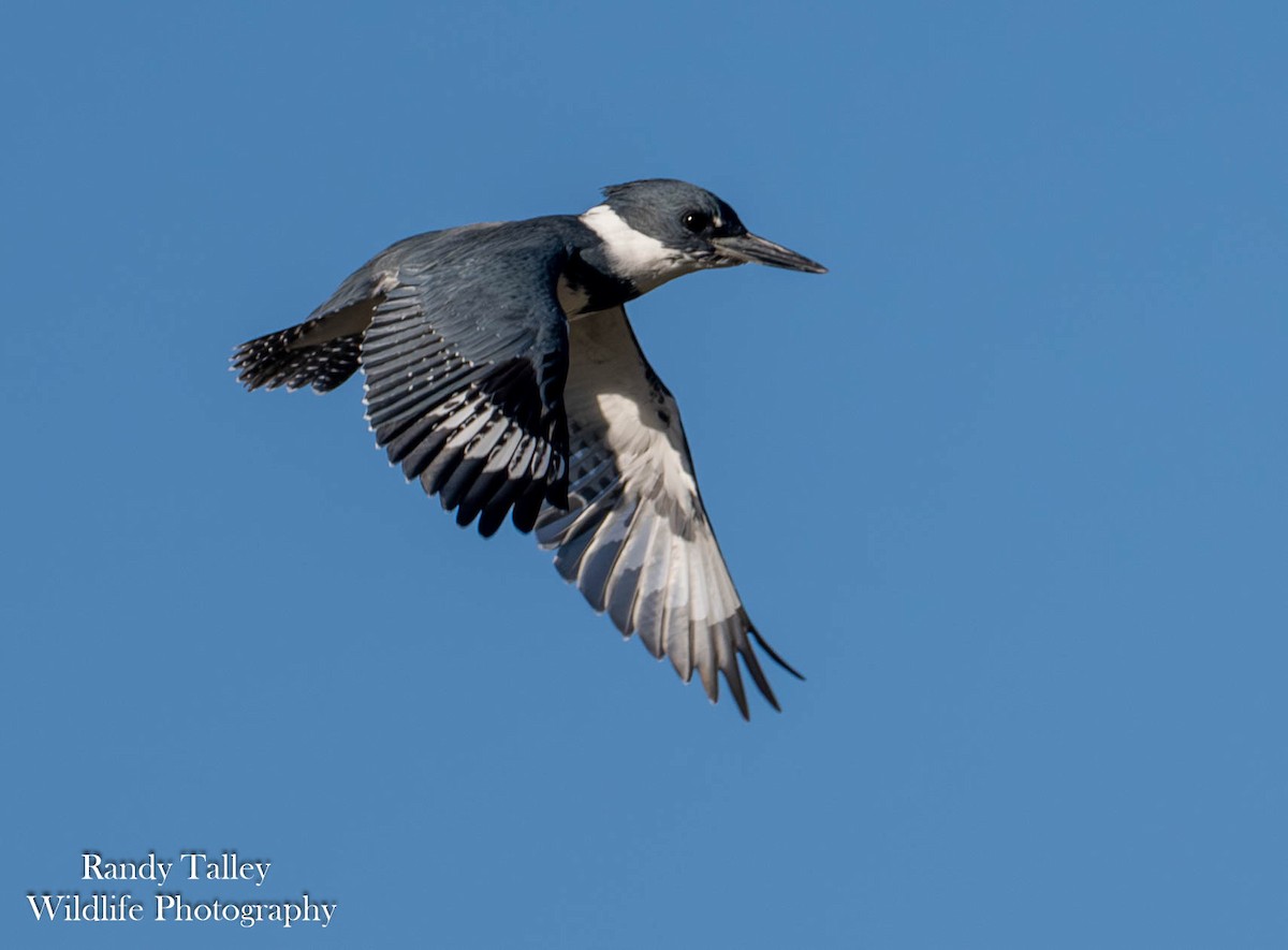 Belted Kingfisher - ML645289764