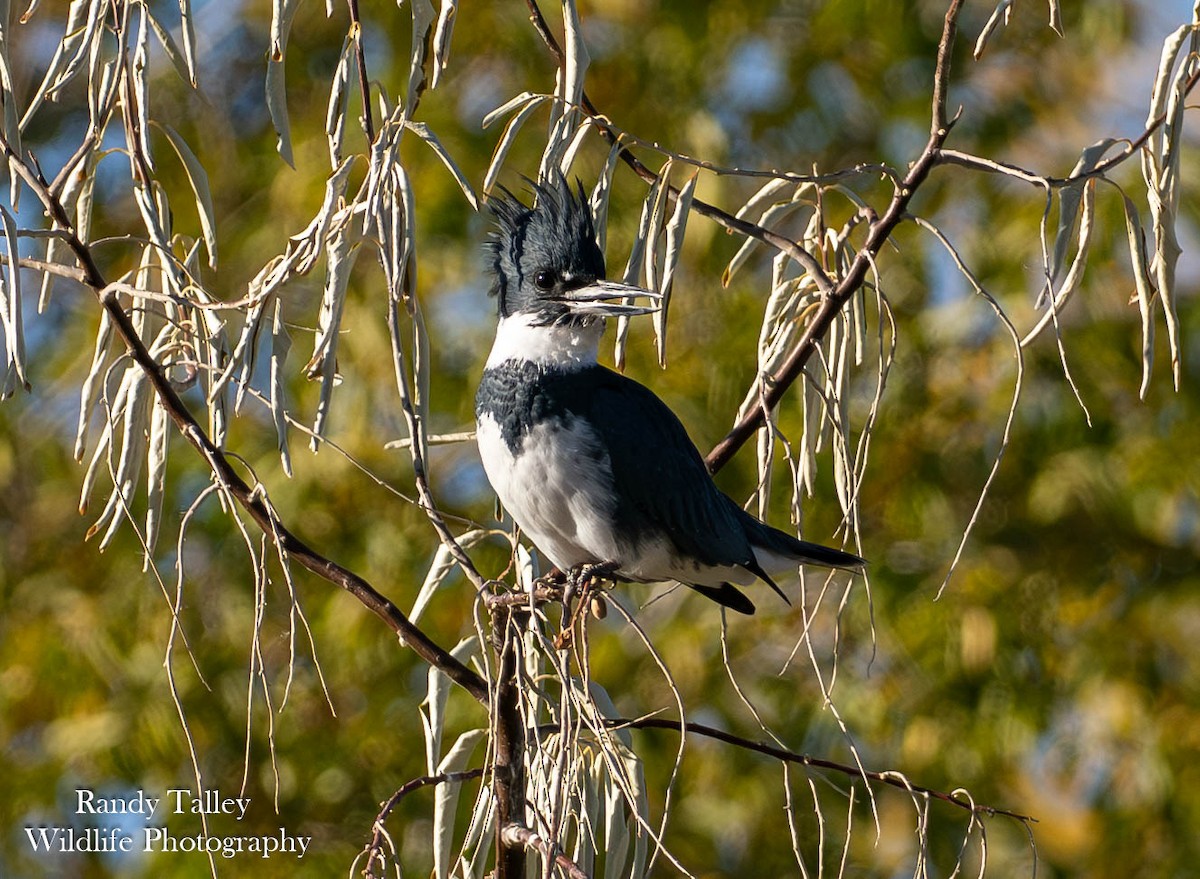 Belted Kingfisher - ML645289765