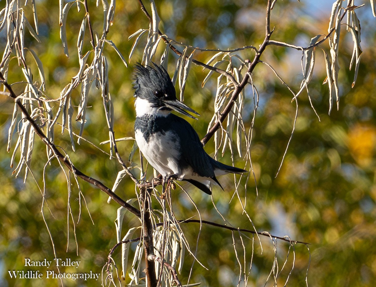 Belted Kingfisher - ML645289766