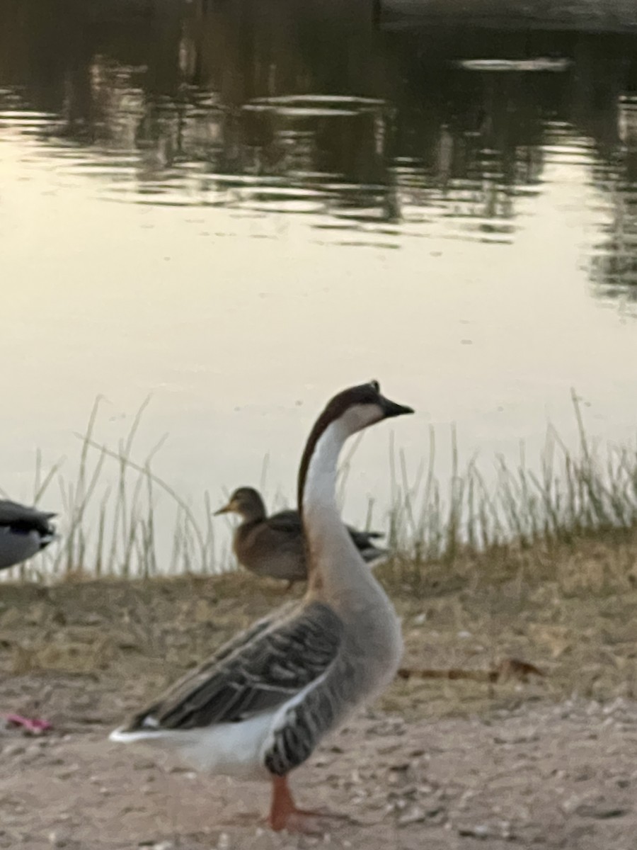 Ánsar Cisnal - ML645289771