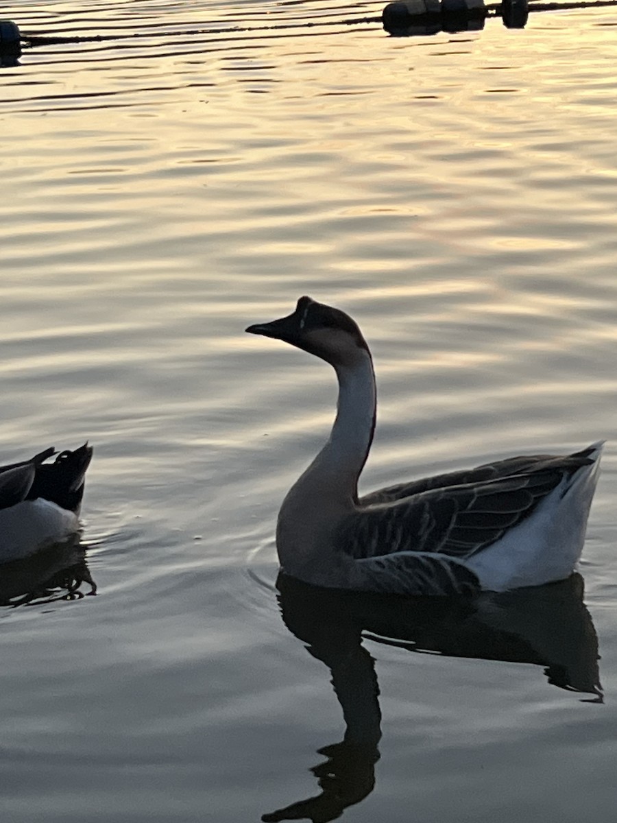 Ánsar Cisnal - ML645289772