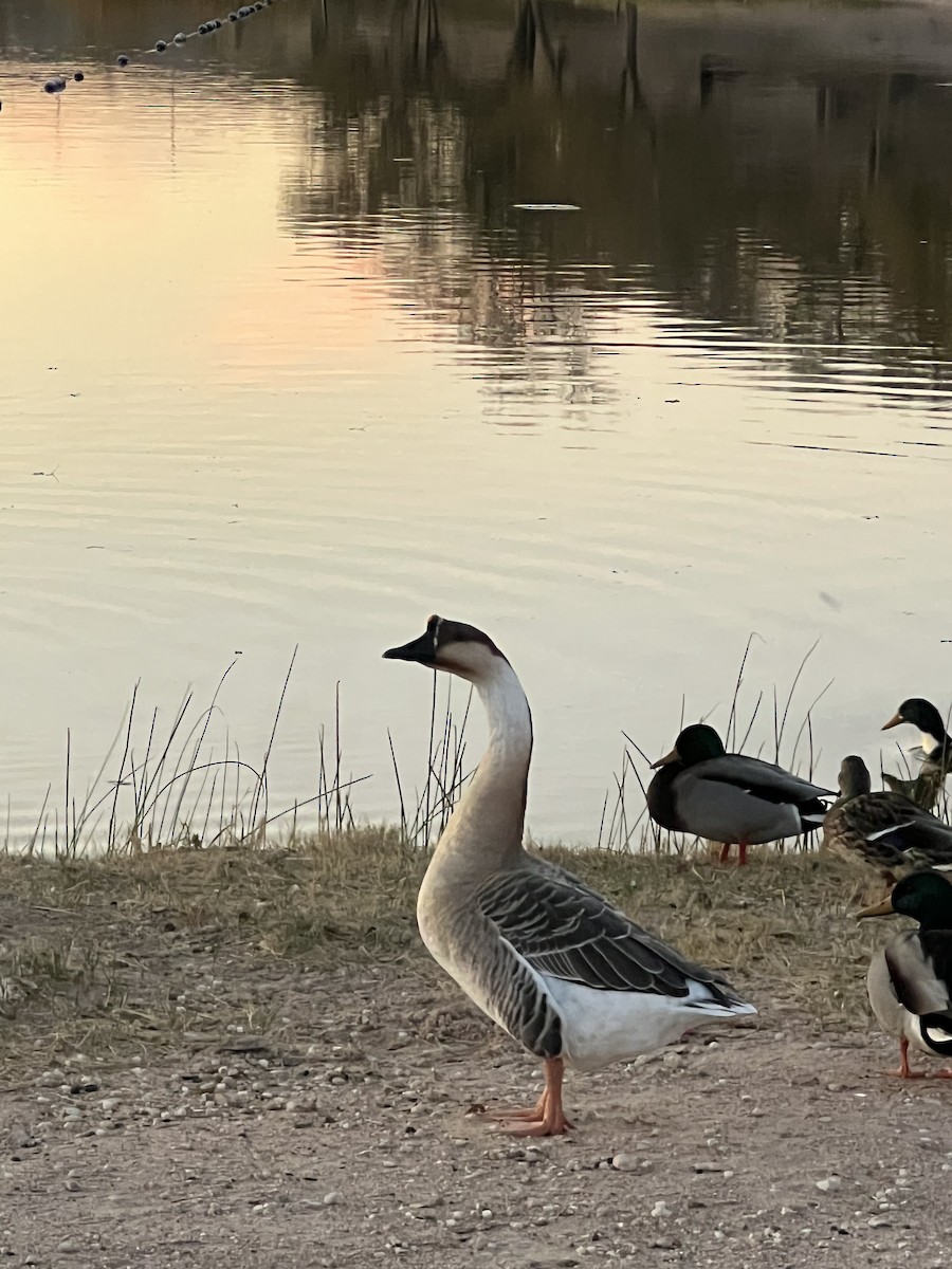 Ánsar Cisnal - ML645289773