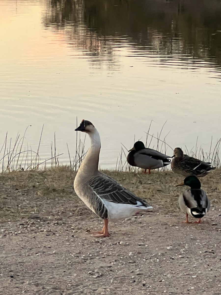 Ánsar Cisnal - ML645289774