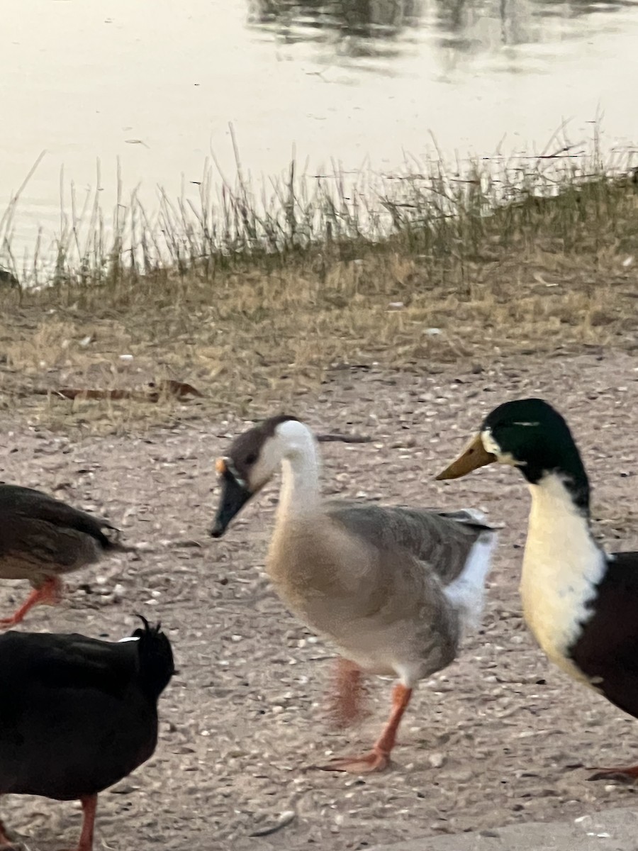 Ánsar Cisnal - ML645289775