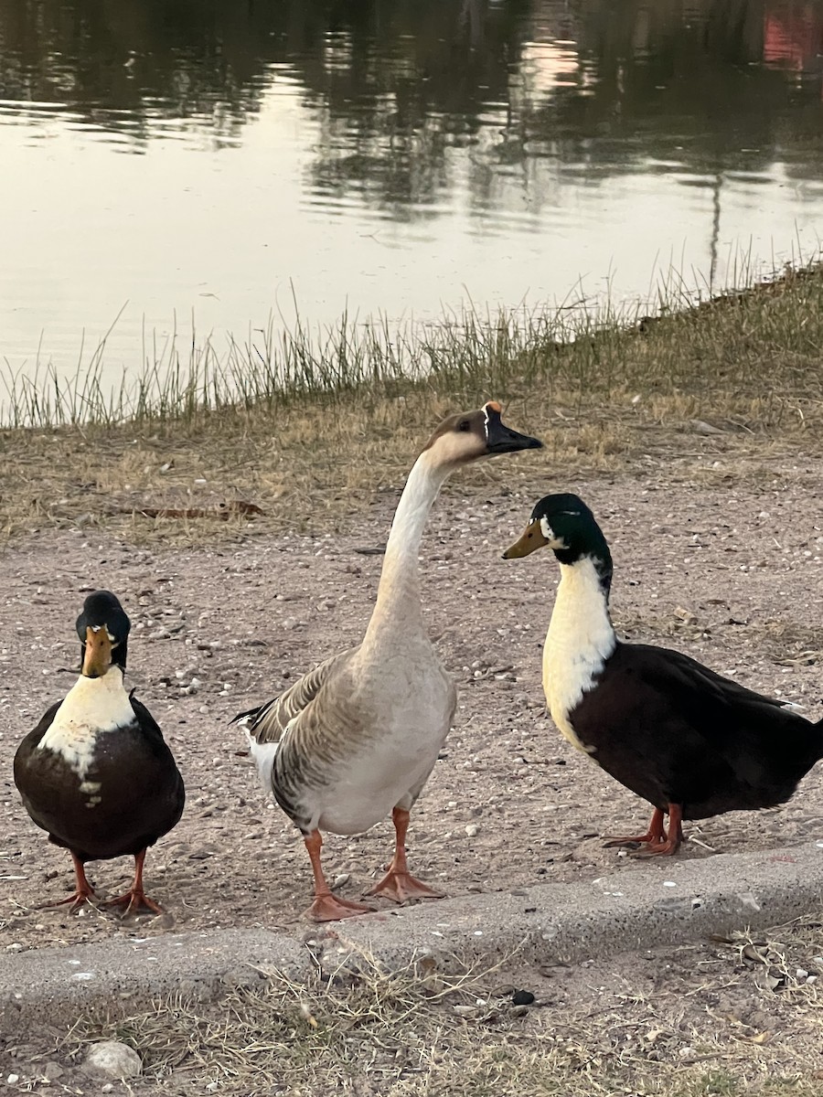 Ánsar Cisnal - ML645289776