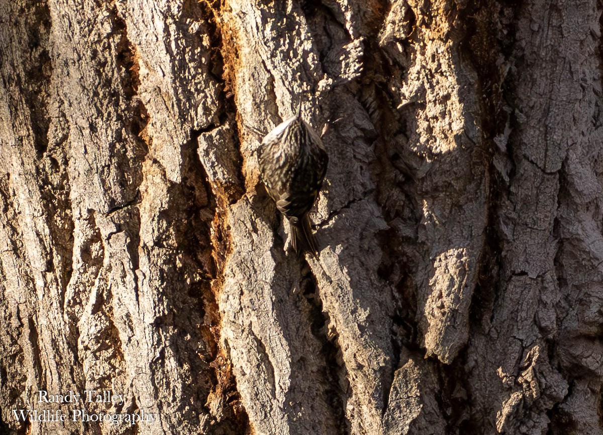 Brown Creeper - ML645289779