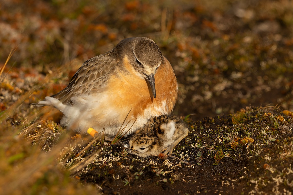 Red-breasted Dotterel (Southern) - ML645289782