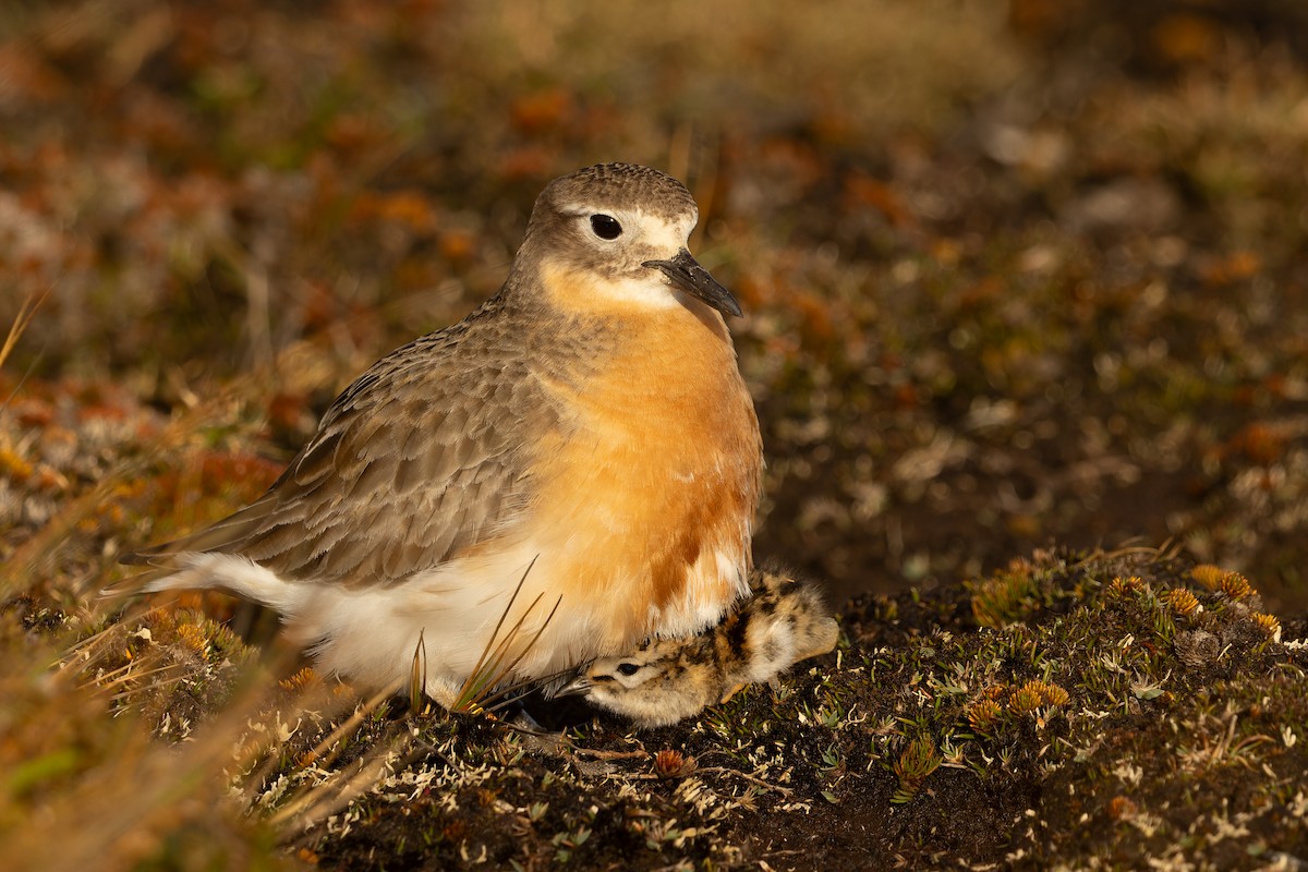 Red-breasted Dotterel (Southern) - ML645289783